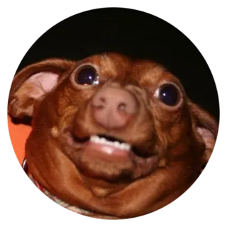 👿 Hund, Tier, Lustig, Meme, Gesicht telegram sticker