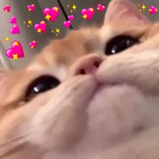 💖 cat, heart, love, cute, pet, animal telegram sticker