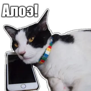 ✋ Алоэ! cat, phone, sticker, animal, pet telegram sticker
