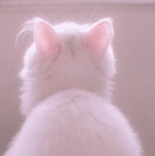 🍡 chat, chat blanc, animal, mignon, animal de compagnie, chat domestique, félin whatsapp sticker