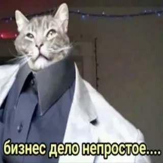 📈 бизнес дело непростое.... кот, бизнес, костюм, мем, смешно, животное, русский telegram sticker