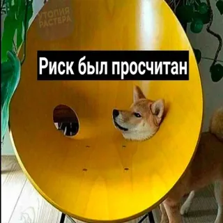 😅 Риск был просчитан chien, mème, humour, animal de compagnie, animal, risque, calcul telegram sticker
