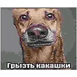 🐶 Грызть какашки dog, animal, pet, text, meme telegram sticker