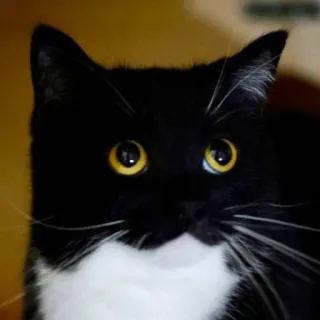 😳 cat, tuxedo cat, animal, pet whatsapp sticker
