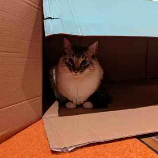 🏚 cat, animal, box, pet, domestic animal, feline telegram sticker