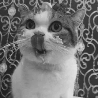🖇 cat, pet, animal, cute, funny, licking, tongue, domestic cat telegram sticker