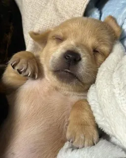 😴 puppy, dog, sleeping, animal, cute, pet telegram sticker