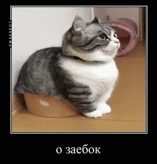 ☺️ о заебок gato, gracioso, animal, meme, ruso whatsapp sticker