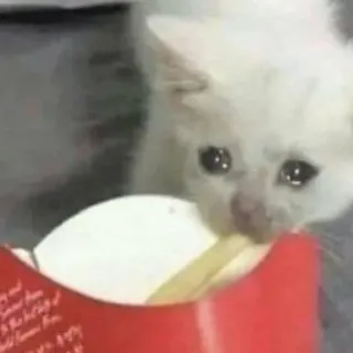 😥 chat, pleurer, glace, triste, animal telegram sticker