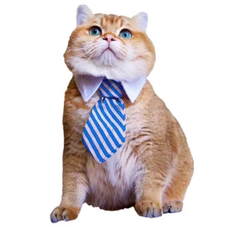 👔 cat, tie, business, collar, animal, office telegram sticker