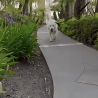 ๐ dog, walking, path, outdoors, pet telegram sticker