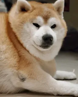 🐕 개, 아키타, 애완 동물, 동물 whatsapp sticker