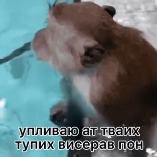 🌟 уплываю от тваих тупих висерав пон นาก, ว่ายน้ำ, สัตว์, น้ำ whatsapp sticker