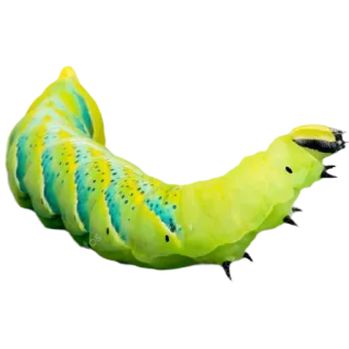 💚 гусеница, насекомое, животное, природа, зеленый, личинка telegram sticker