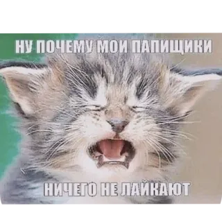 🐱 НУ ПОЧЕМУ МОИ ПАПИШКИ
НИЧЕГО НЕ ЛАЙКАЮТ 고양이, 새끼 고양이, 밈, 웃긴, 귀여운, 러시아, 울음, 슬픈 telegram sticker
