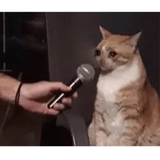 🎤 cat, microphone, interview, sad, animal whatsapp sticker