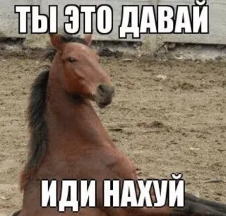 👉 ТЫ ЭТО ДАВАЙ
ИДИ НАХУЙ ngựa, động vật, thô lỗ, meme, nga telegram sticker