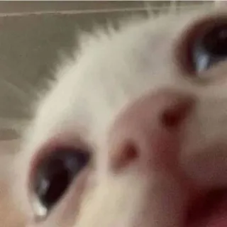 ❓ cat, meme, funny, animal, white cat telegram sticker