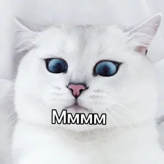 😐 MMMMM 猫, ミーム, 白猫, 面白い, 表情 telegram sticker