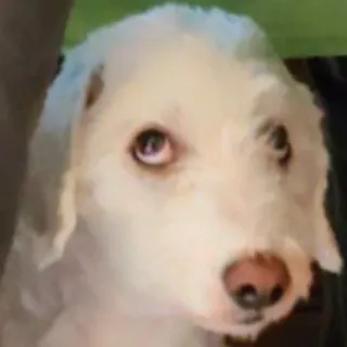 🙄 cão, cachorro, cão branco, animal de estimação, animal telegram sticker