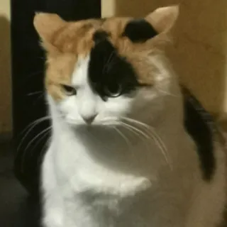 😾 cat, calico, feline, pet, domestic animal, animal telegram sticker