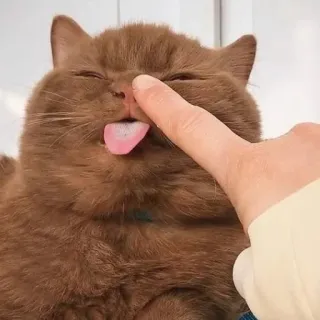 😝 猫, 舌, 動物, ペット, 指, 鼻, おもしろい telegram sticker