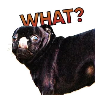 😒 WHAT? 개, 퍼그, 동물, 애완 동물, 웃긴, 질문, 무엇 telegram sticker