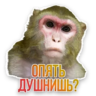 😕 ОПЯТЬ ДУШНИШЬ? monkey, russian, sticker, text, animal telegram sticker