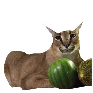 🍉 caracal, floppa, cat, watermelon, animal, pet telegram sticker