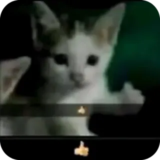 🐱 chat, chaton, doigt d'honneur, geste obscène, animal telegram sticker