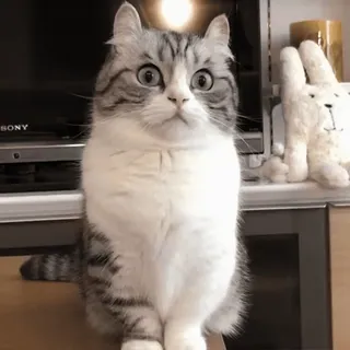 😽 кот, милый, домашнее животное, домашний, животное, кошачий whatsapp sticker