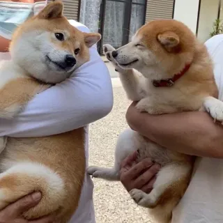 👋 hunde, haustiere, tiere, shiba inu, süß, hund, welpe telegram sticker