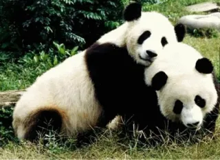 😙 pandas, animals, cuddle, bears telegram sticker