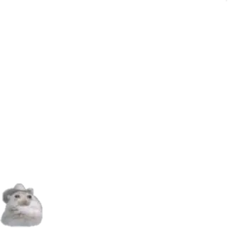 😶 hamster, topi, binatang, imut, meme telegram sticker