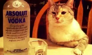 😕 ABSOLUT
COUNTRY OF SWEDEN
VODKA แอลกอฮอล์, วอดก้า, แมว, สัตว์เลี้ยง, สัตว์, ขวด telegram sticker