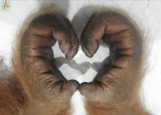 ❤️ scimmia, mani, amore, cuore, animale whatsapp sticker