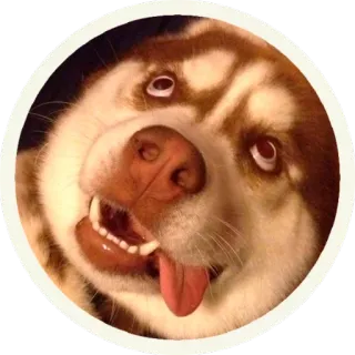 😜 hond, husky, grappig, schattig, dier, huisdier telegram sticker