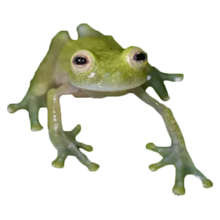 🐸 カエル, 動物, 野生動物, 両生類, 緑, 自然 telegram sticker