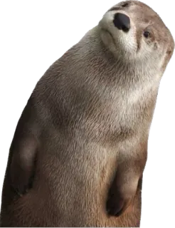 ❓ wydra, zwierzę, ssak, słodki, dzika przyroda telegram sticker