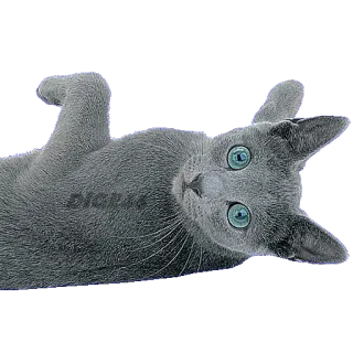 😄 chat, bleu russe, animal, animal de compagnie, animal domestique, mammifère whatsapp sticker