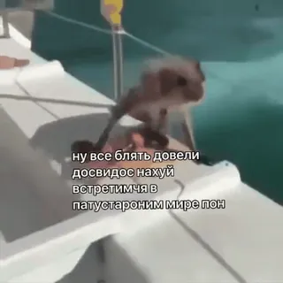 🌟 ну все блять довели
досвидос нахуй
встретимся в
патустаром мире пон ลิง, รัสเซีย, หยาบคาย, เรือ, สัตว์ whatsapp sticker