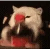 🐱