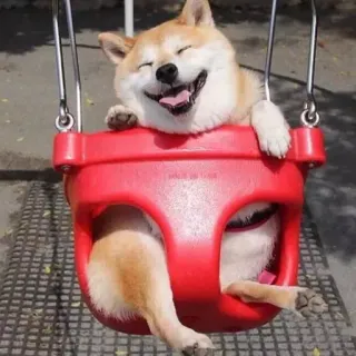 😄 Hund, Shiba Inu, Schaukel, rot, süß, fröhlich, Tier telegram sticker