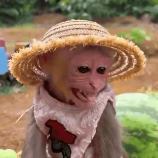 👅 monkey, hat, animal, cute, straw hat, wildlife whatsapp sticker