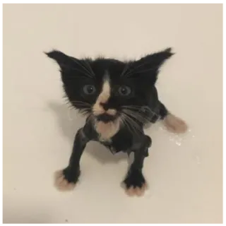 🗽 kitten, cat, wet, bath, black and white telegram sticker