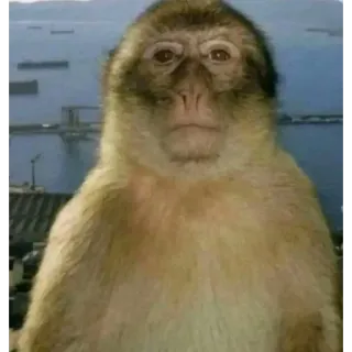 😐 monkey, ape, primate, animal, staring, meme, funny, nature telegram sticker