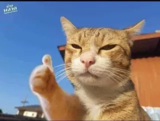 👍 cat, animal, thumbs up, positive, meme, funny telegram sticker