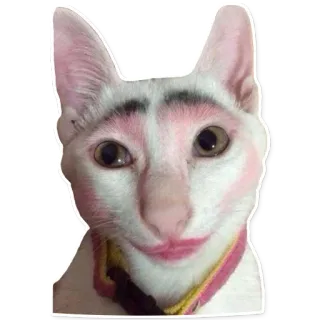 🤡 kucing, makeup, lucu, hewan, stiker, meme whatsapp sticker
