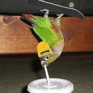 🤙 THRASHER perroquet, skateboard, oiseau, thrasher, chapeau, boisson, drôle, animal telegram sticker