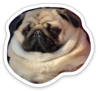😔 pug, dog, pet, animal, cute, sticker telegram sticker